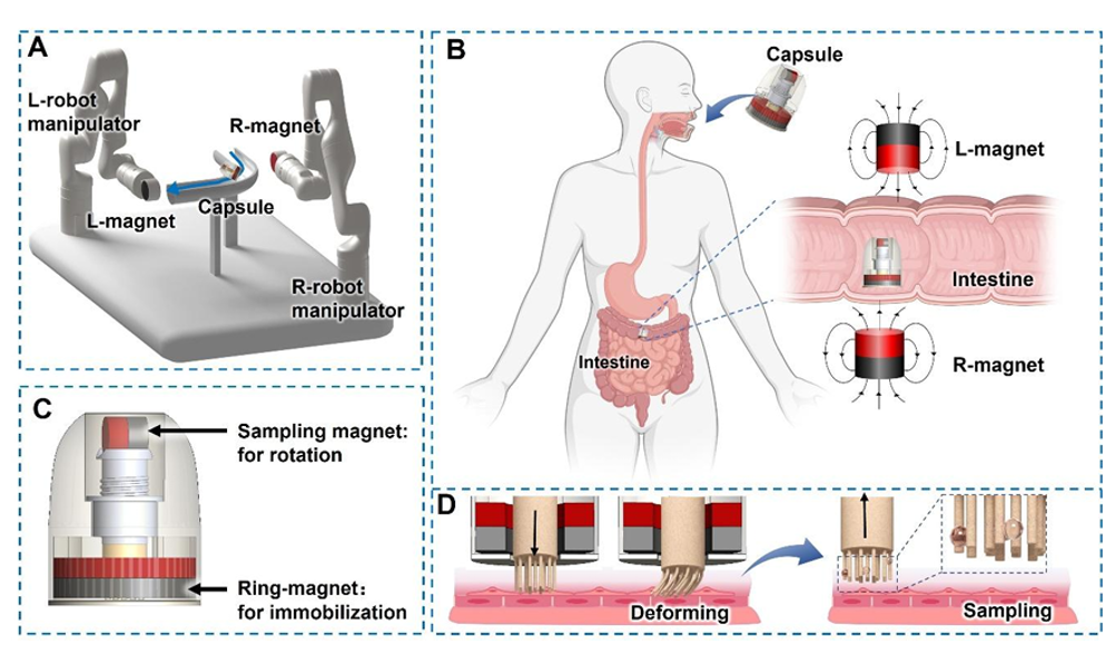 Illustrations of the capsule and the intended movement of it through a person's GI tract.