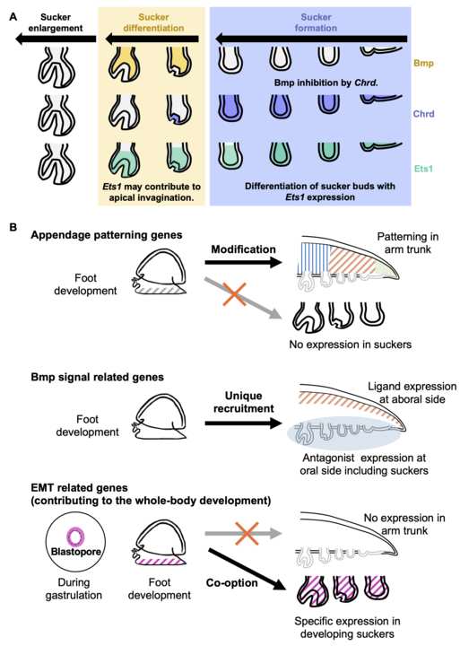 Illustrations for sucker cells and ways they change as a creature grows