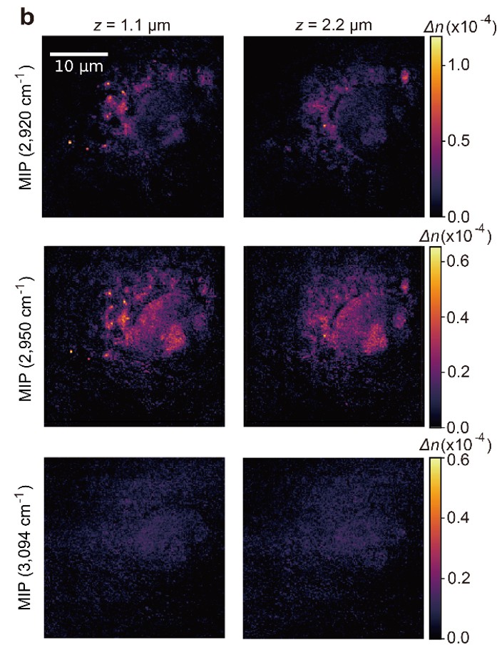A series of images showing chemical distributions inside the cell at different depths