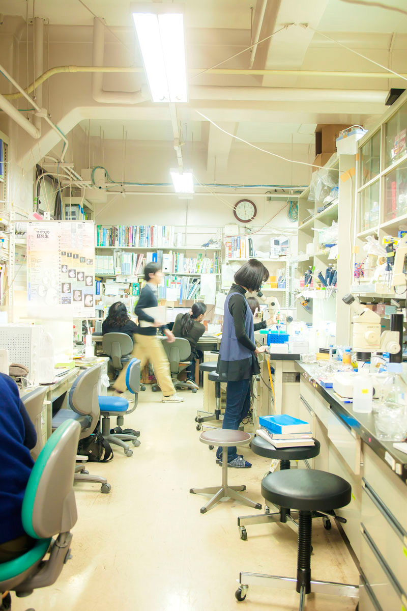 A scene from the daily activities of the laboratory of Prof. Hiroyuki Takeda, where experiments are conducted on the embryos of medaka and zebra fish. Uniform time periods are required to generate comparable research outcomes. Photo: Jun'ichi Kaizuka.