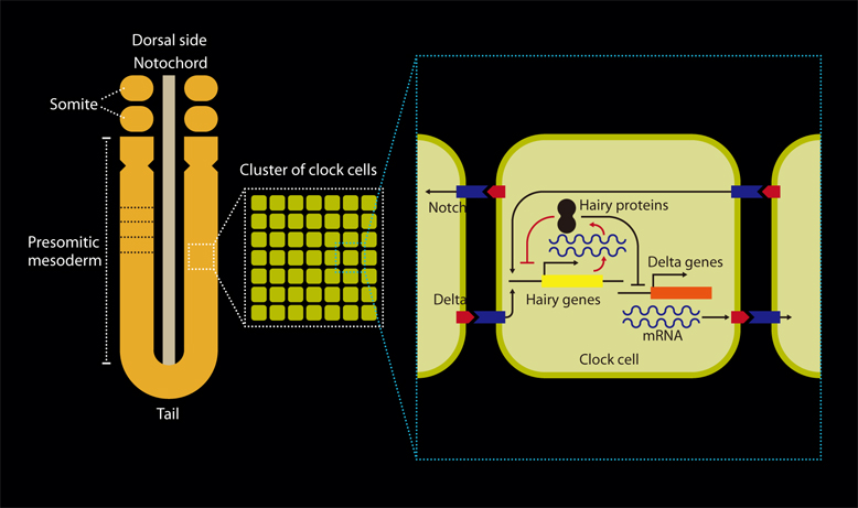 The mesoderm extends round both sides of the neural tube, forming a U-shape around the tail. The presomitic mesoderm, which is a collection of cells prior to formation into a body segment (somite), is a cluster of clock cells that behave autonomously.