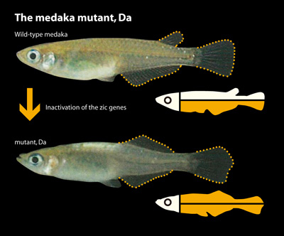 In the Da mutation, the dorsal side of the body possesses the same characteristics as the ventral side, creating mirror-image symmetry. A mutation in the zic genes is responsible for this phenotype. 