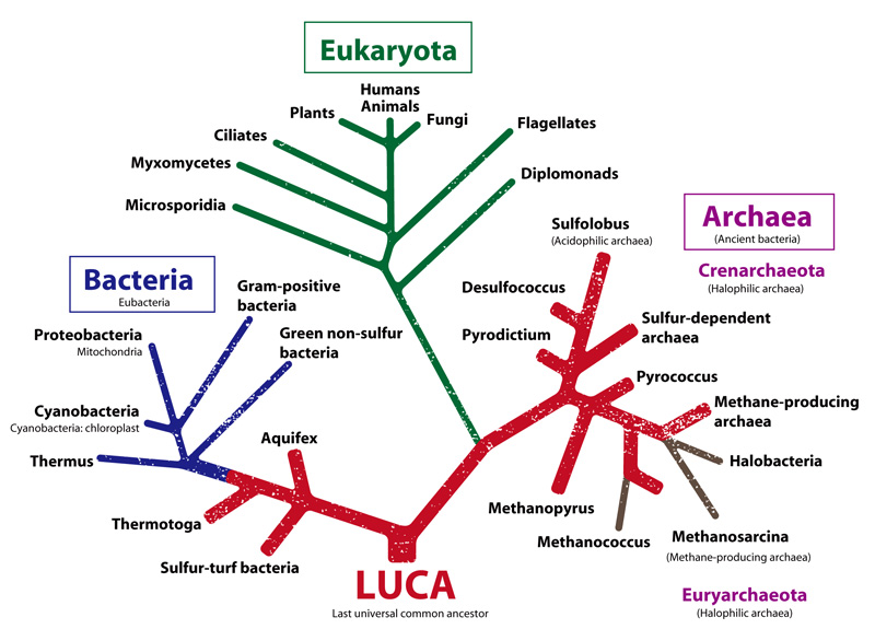 An evolutionary tree based on innovative concepts. The red line signifies thermophiles that prefer temperatures over 60°C.