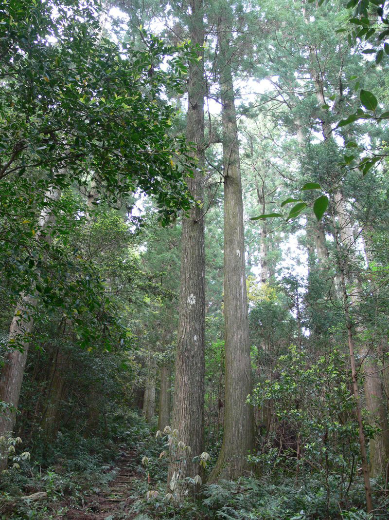 Photo 3: Sakuragao Japanese cedar (Cryptomeria japonica) forest, planted 179 years ago. The University of Tokyo Chiba Forest. © The University of Tokyo Forests.