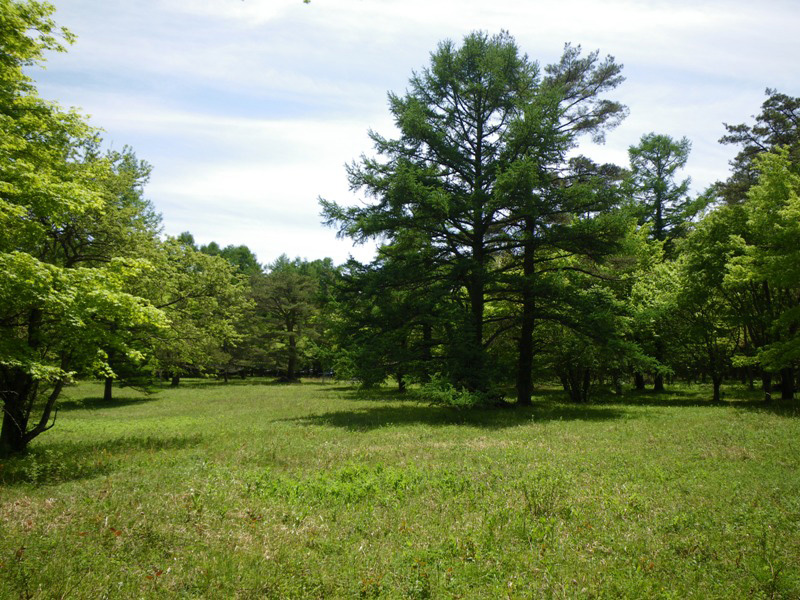 Photo 11: Kozaigahara the last few remnants of grassland. Forest Therapy Research Institute. © The University of Tokyo Forests.