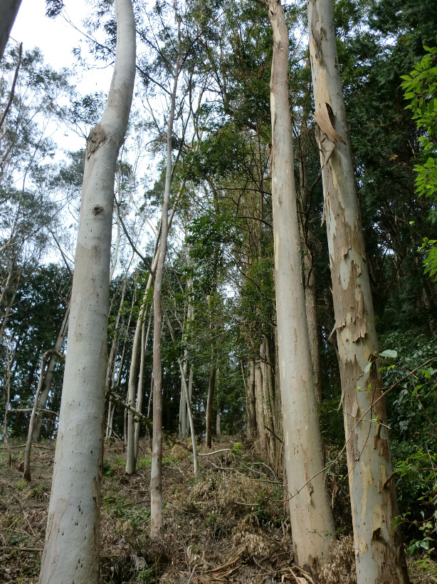 Photo 14: A rare planted eucalyptus forest. Arboricultural Research Institute. © The University of Tokyo Forests.