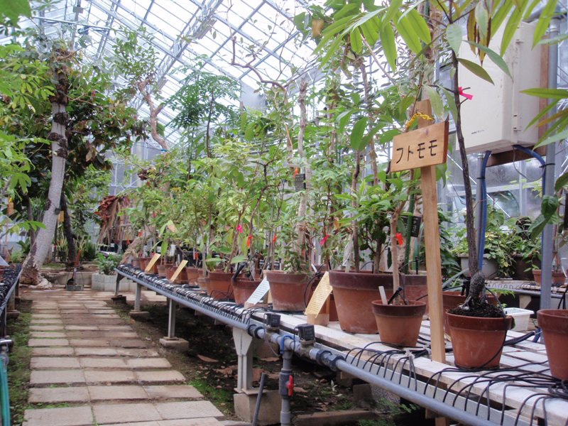 Photo 15: A greenhouse heated using hot-spring water. This is a popular spot at the research institute. Arboricultural Research Institute. © The University of Tokyo Forests.