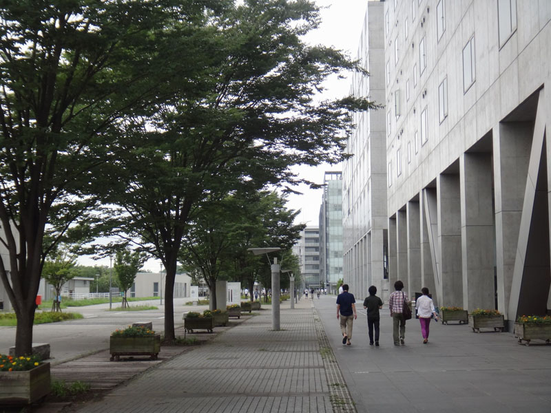 Photo 9:  Campus promenade and colonnade of Japanese zelkova trees. © Yasuhiro Iye.