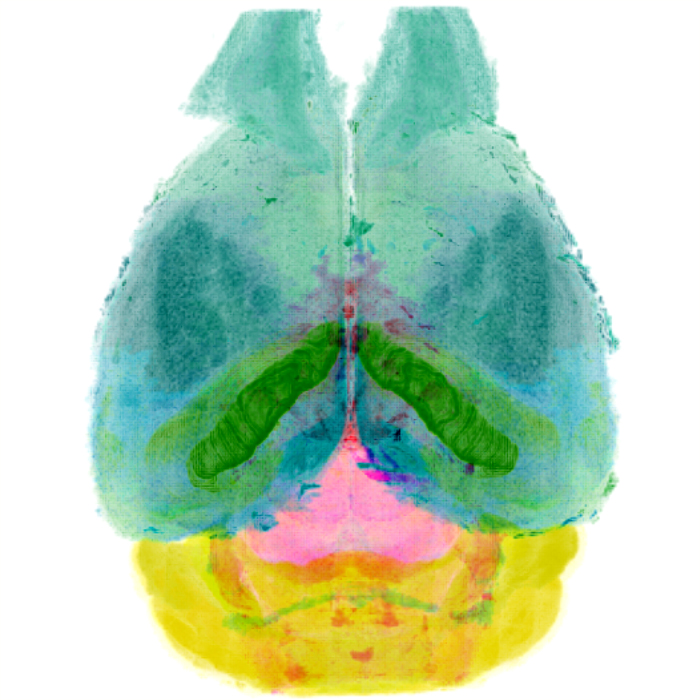 マウスの全脳アトラスからの水平面の三次元図
