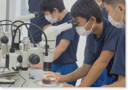 ウニを顕微鏡で覗いている中学生