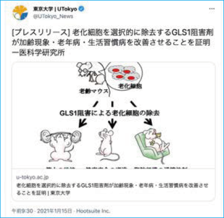 「GLS1阻害による老化細胞の除去」と書かれたイラストが投稿されたツイート