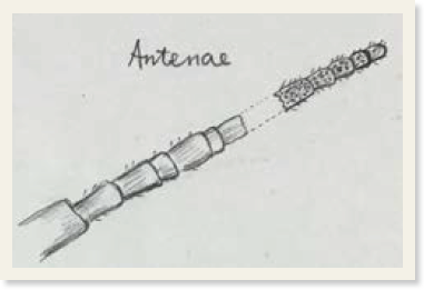 「Antenae」と書かれたバッタの触角のスケッチ