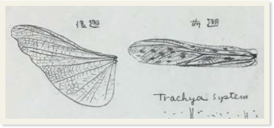 「後翅」「前翅」と書かれたバッタの前翅と後翅のスケッチ