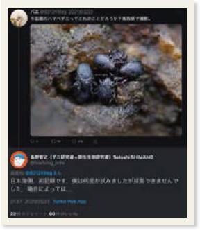 岩場にイワドハマベダニが群れている写真が表示されているツイート画面