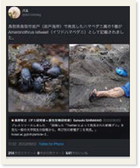 岩場でうつ伏せの格好で観察している大生唯統さんの写真が表示されているツイート画面