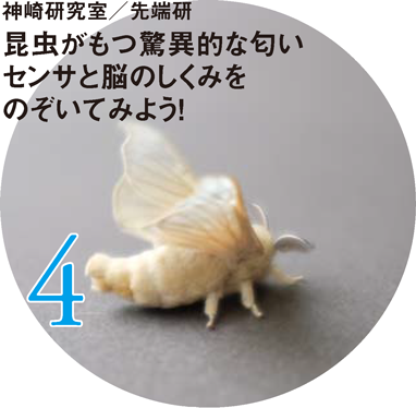 神崎研究室/先端研 昆虫がもつ驚異的な匂いセンサと脳のしくみをのぞいてみよう!