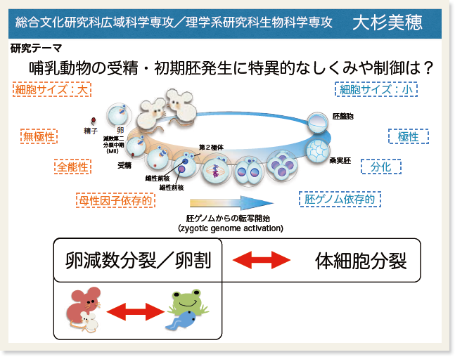 研究テーマとして「哺乳動物の授精・初期胚発生に特異的なしくみや制御は?」と書かれたスライドのキャプチャ