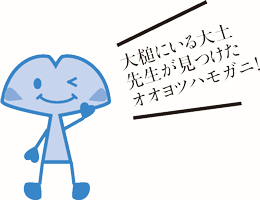 大槌にいる大土先生が見つけたオオヨツハモガニ！