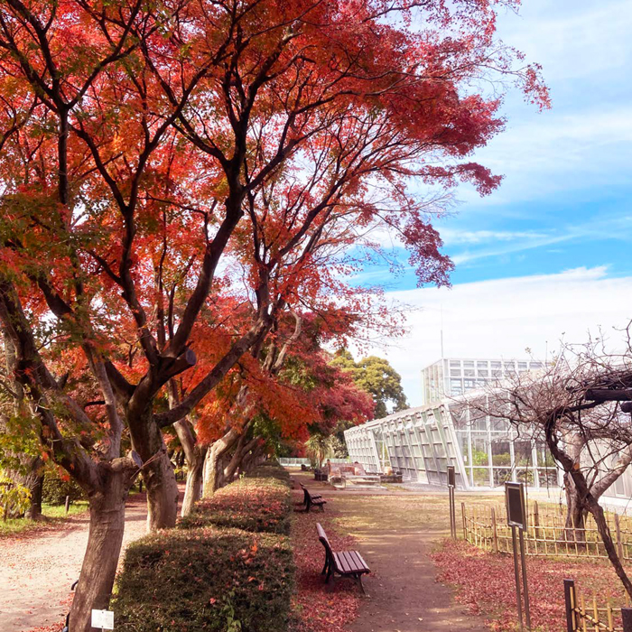 紅葉とガラス張りの温室の風景