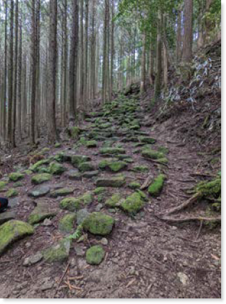 杉林と苔の生えた石の道