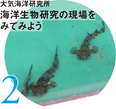 2 大気海洋研究所 海洋生物研究の現場をみてみよう