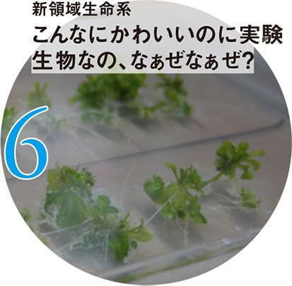 6 新領域生命系 こんなにかわいいのに実験生物なの、なぁぜなぁぜ？