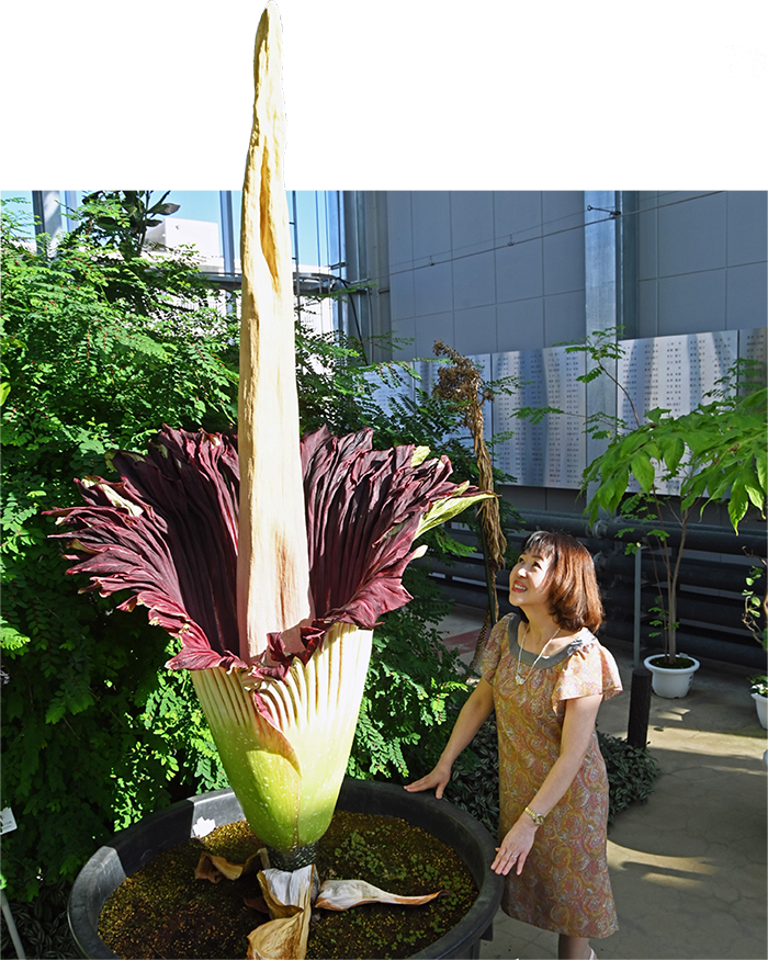 ショクダイオオコンニャクの花を見上げる下田浩美さん