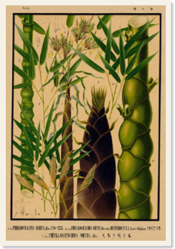 『日本竹類圖譜』にはモウソウチクなどが、鮮やかな色彩で描かれている