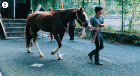 ❻馬と手綱をもつ人