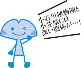 小石川植物園と小笠原には深い関係が…！